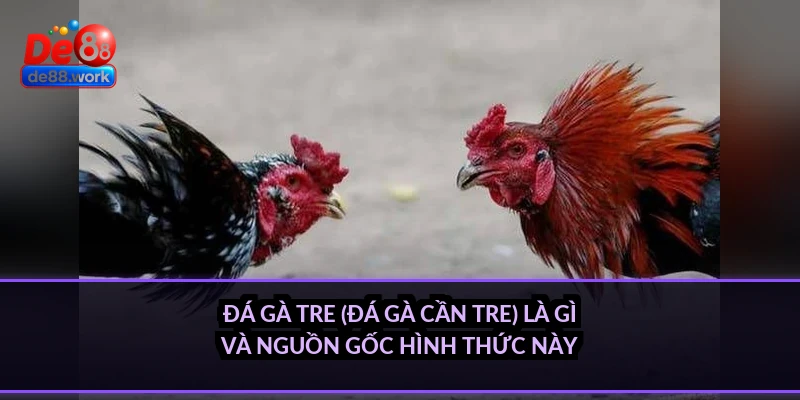 Đá gà tre (đá gà cần tre) là gì và nguồn gốc hình thức này
