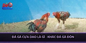 Đá gà cựa dao là gì - khác đá gà đòn như thế nào