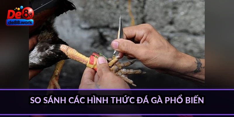 So sánh các hình thức đá gà phổ biến
