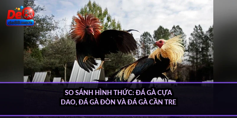 So sánh hình thức: Đá gà cựa dao, đá gà đòn và đá gà cần tre