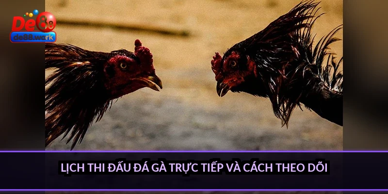 Lịch thi đấu đá gà trực tiếp và cách theo dõi