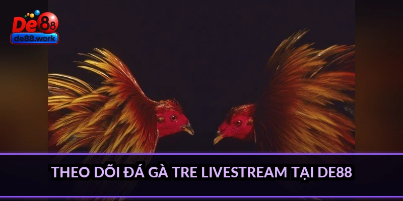 Theo dõi đá gà tre livestream tại DE88